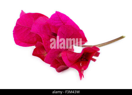 Coin extrême du gros plan de fleurs de bougainvilliers roses Banque D'Images