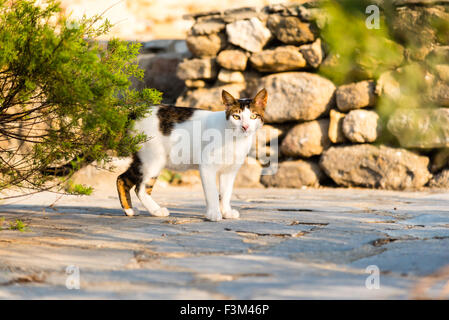 Stray Cat dans une ruelle grecque Banque D'Images