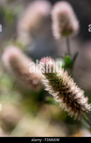 Le pied de lièvre Trifolium arvense trèfle Banque D'Images