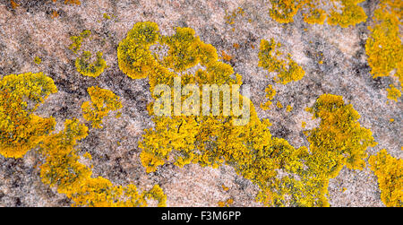 La texture de jaune et vert lichen poussant sur des pierres de la mer Banque D'Images