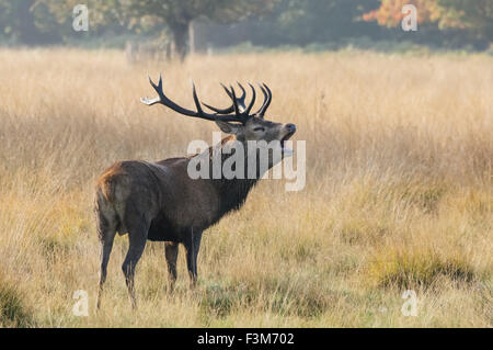 cerf avec de grands bois de roaring d'antilers dans une forêt Banque D'Images