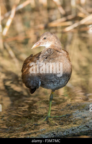 Peu de gros plan (crake Porzana parva) Banque D'Images