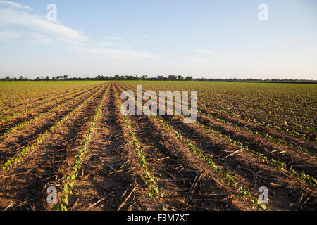 ,Terrain,coton,Ferme de l'Arkansas Banque D'Images