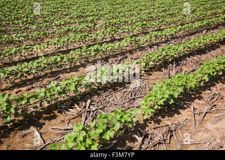 Champ,,coton,ferme,Raie Arkansas Banque D'Images