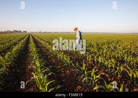 Champ,agriculteur,maïs,contrôle,Arkansas Banque D'Images