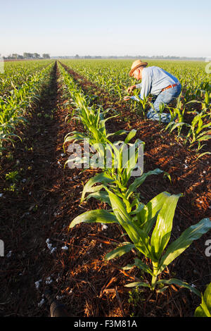 L'Arkansas,agriculteur,maïs,champ,minutieux Banque D'Images