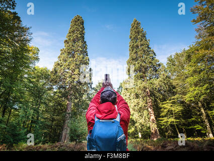 Les arbres Séquoia géant, le plus grand des arbres dans le parc national New Forest pesant plus de 105 tonnes Banque D'Images