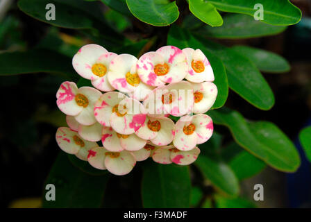 Points blancs et roses Euphorbia milii Euphorbiacée Banque D'Images