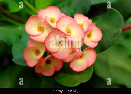 Rose et jaune Euphorbia milii Euphorbiacée Banque D'Images