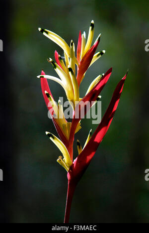 Heliconia psittacorum sur un fond sombre Banque D'Images
