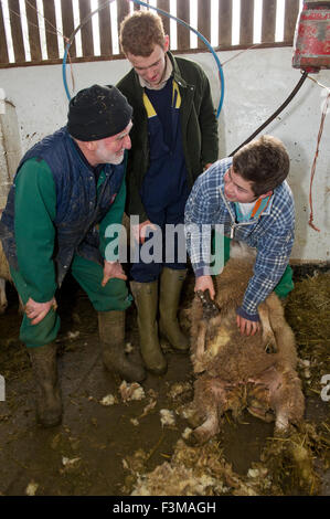 Brymore Academy,une ferme-école qui enseigne l'agriculture et de développement des compétences en agriculture et ont leurs propres produits laitiers Bovins, porcs et moutons,.Un UK Banque D'Images