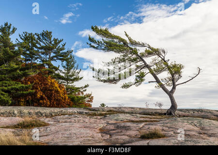 Arbre généalogique exposée au vent sur la baie Georgienne, un groupe de sept d'inspiration. Banque D'Images