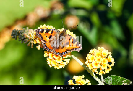 Un petit écaille de tortue (Aglais urticae) sur une fleur jaune Buddleja globosa, Angleterre, Royaume-Uni Banque D'Images