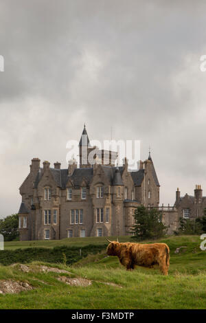 Isle of Mull,Vache Highland,château glengorm Banque D'Images