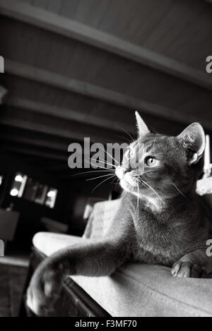 Portrait noir et blanc d'un chat abyssin allongé sur un tabouret avec sa patte dehors juste après avoir glissée dans un jouet Banque D'Images