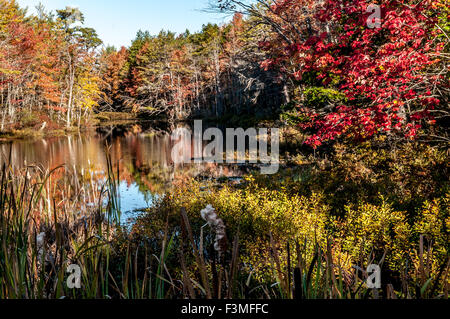 Pendant la saison d'automne des arbres autour des étangs se tournent vers des couleurs vives au début, et l'homme couleurs de l'incendie de rouge,et les nuances de l'or . Banque D'Images