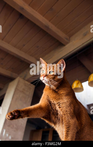 Chat abyssin tendant la main comme si de glisser ou d'un jouet à patte Banque D'Images