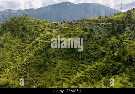 Green Hills Arbres vert vert vert forêt montagne. L'Uttaranchal, l'Uttaranchal, Inde. Les stations de montagne de l'Uttaranchal sont famou Banque D'Images