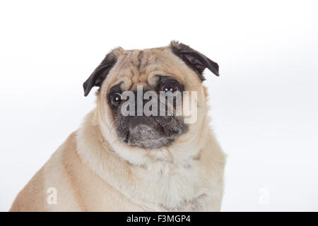 Le pug humoristique en studio sur fond blanc. Banque D'Images