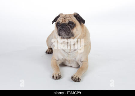 Le pug humoristique en studio sur fond blanc. Banque D'Images