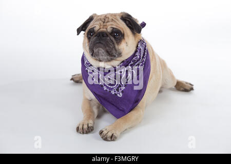 Le pug humoristiques portant bandana violet. Banque D'Images