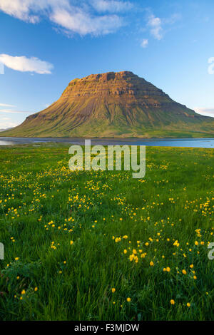 Prairie et montagne Kirkjufell Buttercup, Grundarfjordur, Péninsule de Snæfellsnes, Vesturland, Islande. Banque D'Images