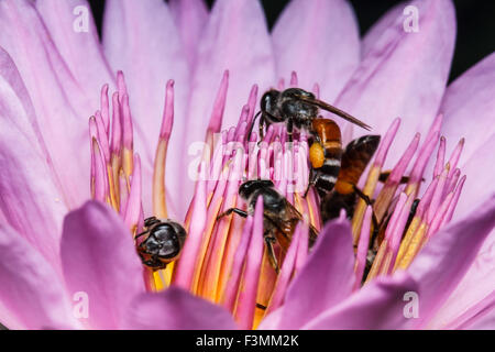 Les couleurs de l'abeille Miel alimentaire Lily animal fond beauté blooming blossom botanique botanique bug fin closeup coloré decorati Banque D'Images