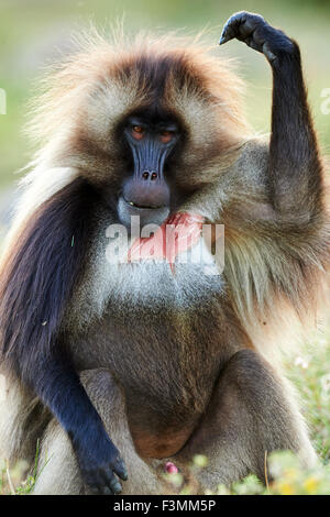 Ogf Portrait un babouin gelada mâle en Ethiopie Banque D'Images