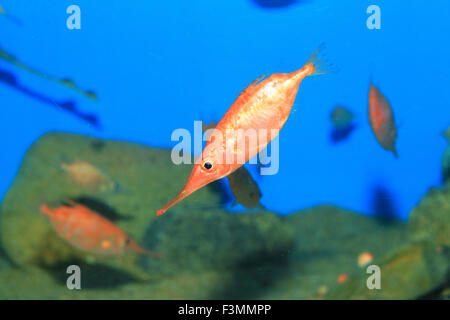 Sébastolobe snipefish (Macroramphosus scolopax) au Japon Banque D'Images