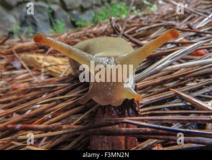 Supérieure et inférieure de la tête de tentacules une banane Slug (Ariolimax californicus). Les tentacules ou eyestalks sont utilisés pour détecter les li Banque D'Images