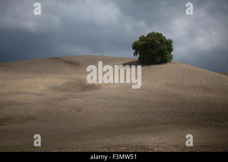 Reste un seul arbre d'une forêt dans une monoculture et désertifiées champ déboisé Banque D'Images