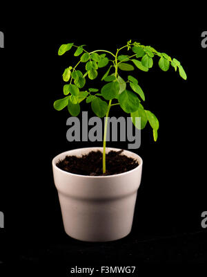 Petite plante en pot d'un Moringa (Moringa oleifera Lam.) isolé sur noir - également connu sous le nom de concombre amer ou drumstick Banque D'Images