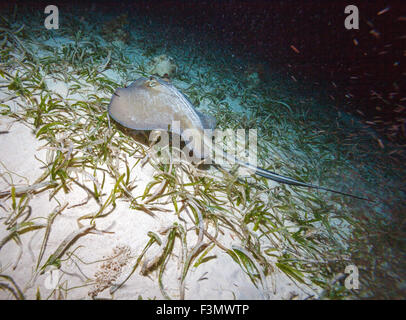 La pastenague (Dasyatis pastinaca coureur) à la plongée de nuit, Cayo Largo, Cuba Banque D'Images