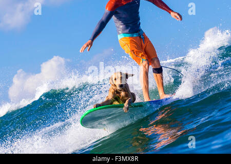 Surfer avec un chien sur le surf. Banque D'Images