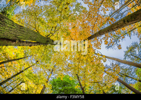 À la recherche jusqu'à l'automne les arbres tout en étant assis sur un banc. Banque D'Images