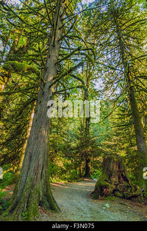 Arbres couverts de mousse à Bridal Veil Falls Provincial Park. Banque D'Images