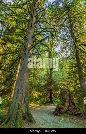 Arbres couverts de mousse à Bridal Veil Falls Provincial Park. Banque D'Images