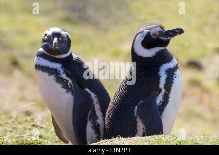 Paire de manchots de Magellan. Îles Falkland. Banque D'Images