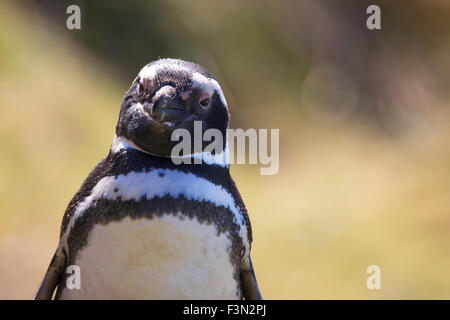 Magellanic Penguin smiling. Isands Falkland Banque D'Images