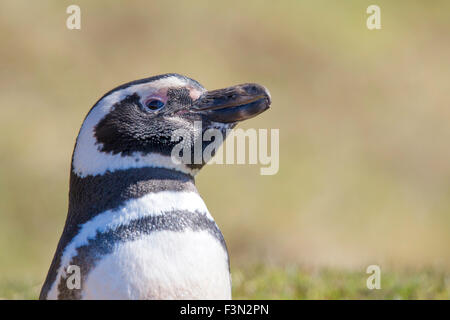 Magellanic Penguin close up tête portrait, Gypsy Cove, Îles Falkland Banque D'Images