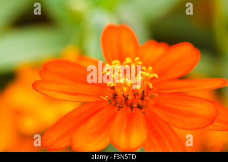 Zinnia fleur dans le jardin Banque D'Images