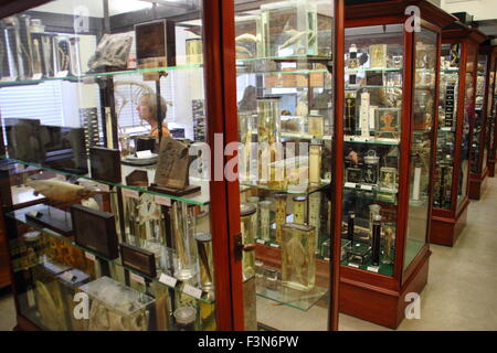 Spécimens zoologiques affichées dans des vitrines à l'intérieur de l'Alfred Denny Musée Zoologique de l'Université de Sheffield, UK Banque D'Images