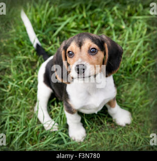 Bébé chiot beagle chien est assis sur l'herbe à la caméra jusqu'à Banque D'Images