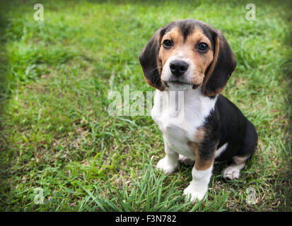 Chiot beagle chien avec les oreilles tombantes est au repos assis sur l'herbe verte Banque D'Images