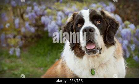 Grand Saint Bernard chien regarde en face de glycine mauve fleurs de vigne avec bouche ouverte Banque D'Images