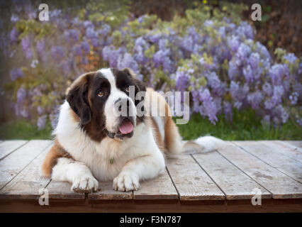 Saint Bernard chien fixe sur plate-forme en bois en face de fleurs de vigne wisteria Banque D'Images