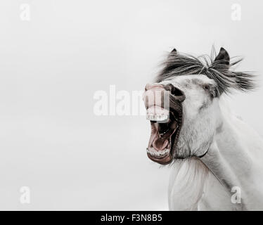 Cheval islandais semble crier quelque chose à quelqu'un, la bouche grande ouverte et les yeux fermés, toupet qui coule. Banque D'Images