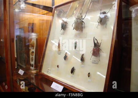 Insectes montés sur l'affichage dans un cabinet de verre à l'Alfred Denny Zoological Museum de l'Université de Sheffield, en Angleterre, Royaume-Uni Banque D'Images