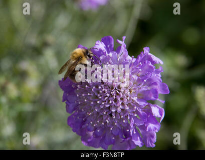 Carde commun abeille sur fleur scabious Banque D'Images