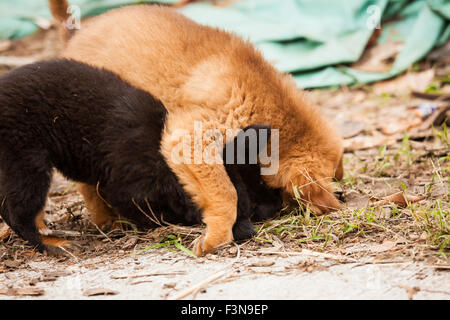 Cute chiots errants jouer Banque D'Images